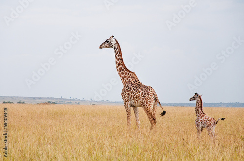 female giraffe with baby in the savannah in east africa