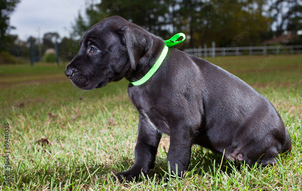 Big and black purebred Great Dane puppy on a grassy field outdoors