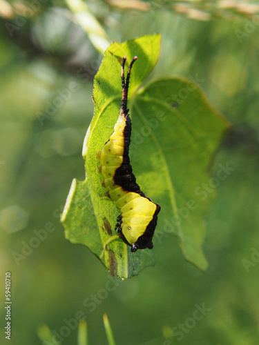 Catterpillar of the Cerura photo