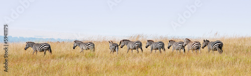 zebras in a row walking in the savannah in africa - masai mara