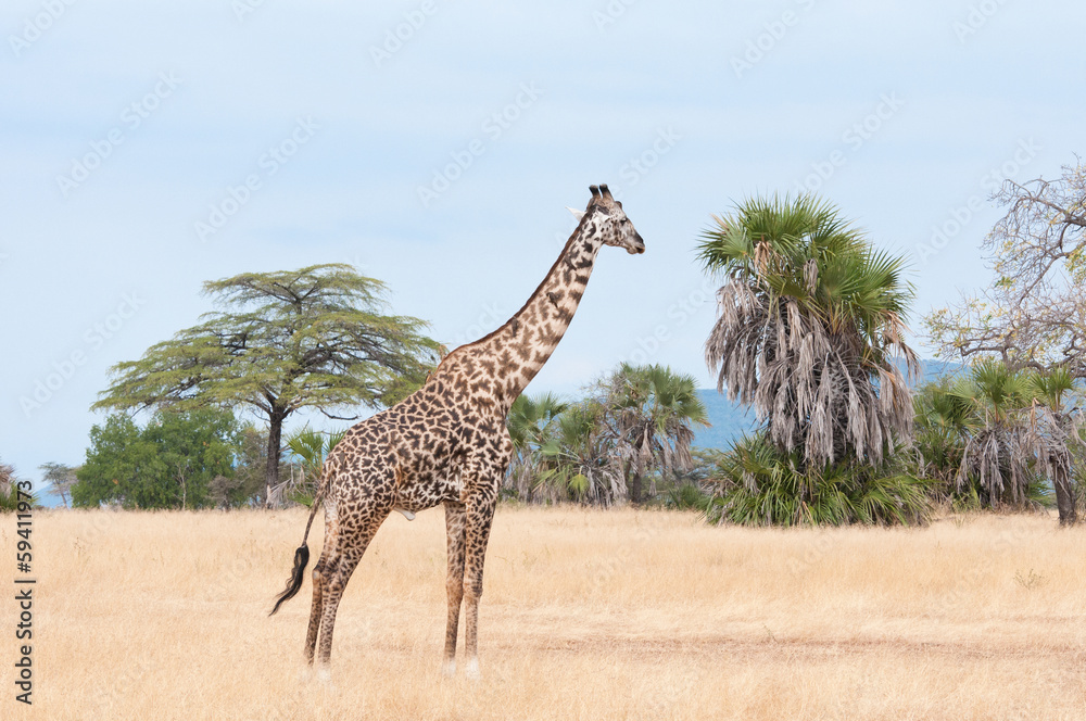 Obraz premium giraffe prowling around in the savannah - national park selous