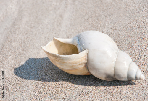 african land snail on the beach of the indian ocean