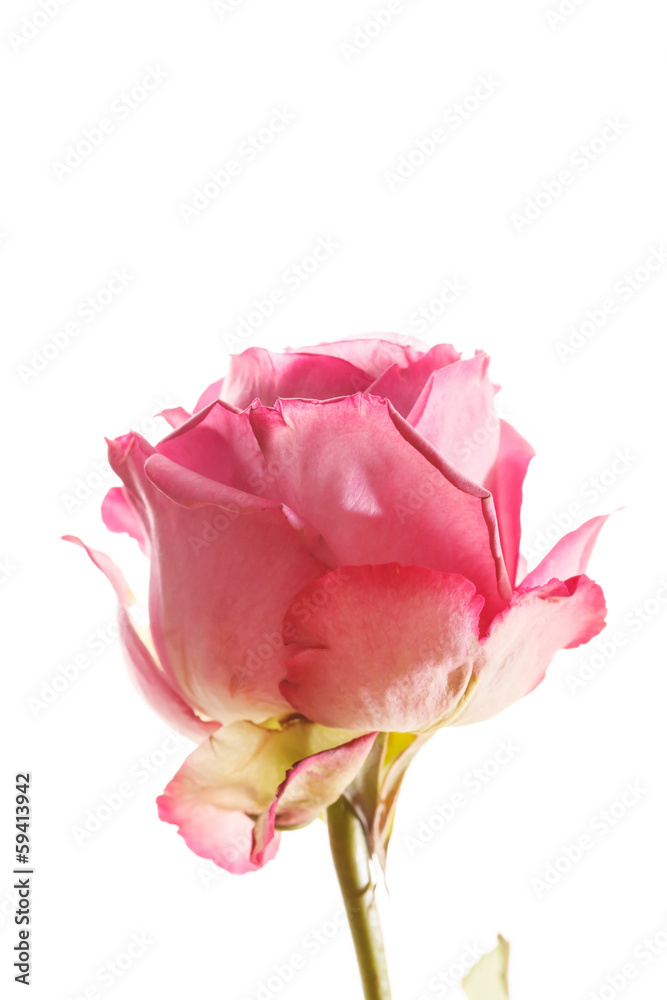 Obraz premium beautiful rose