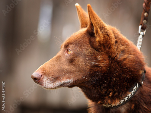 Red dog face with yellow eyes on outdoors © TravelMedia