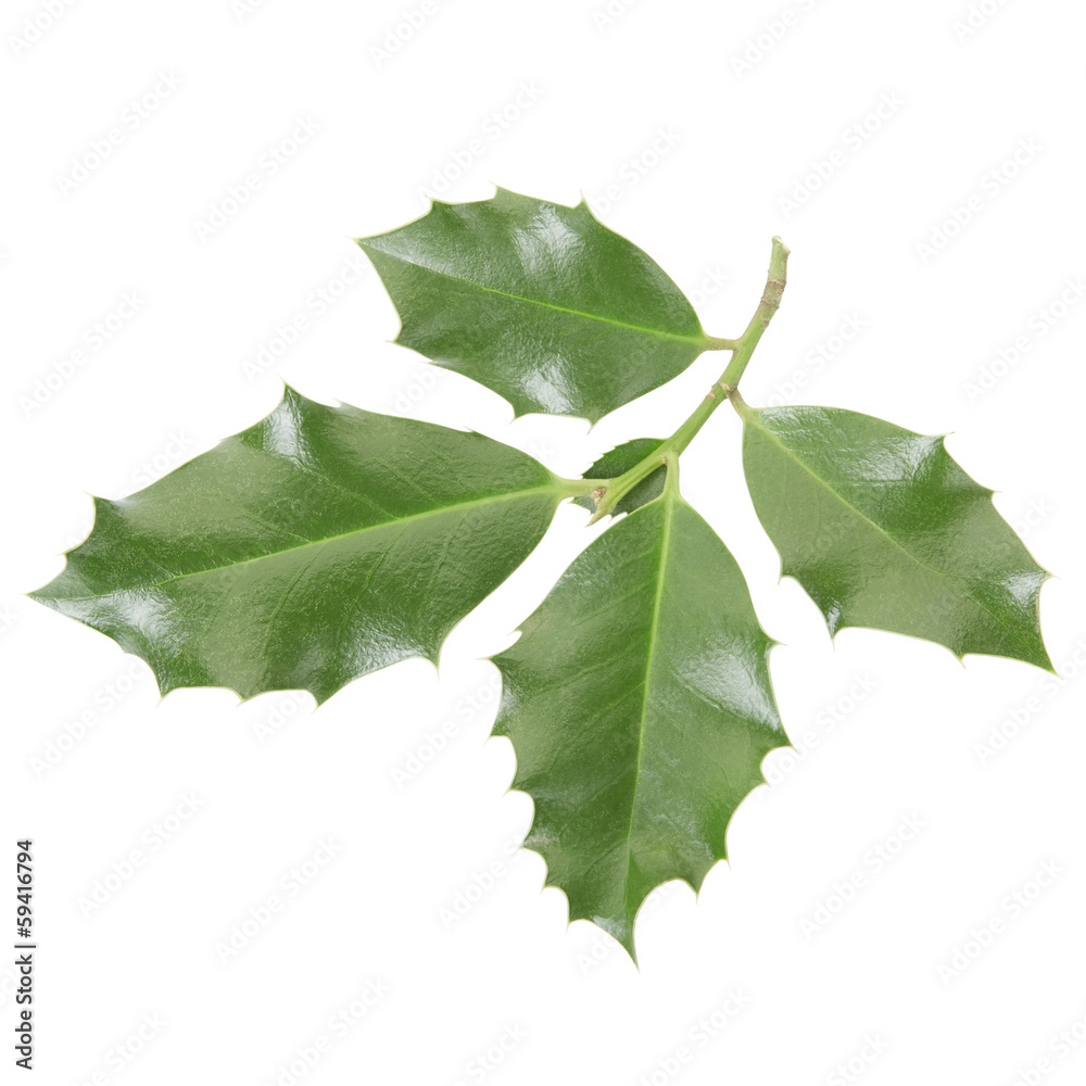 Fototapeta premium Holly twig isolated on white, clipping path