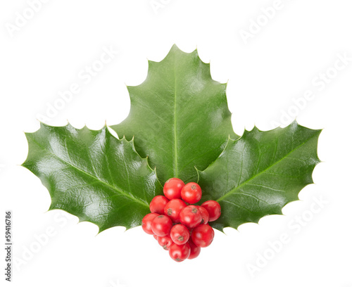 Holly isolated on white, clipping path