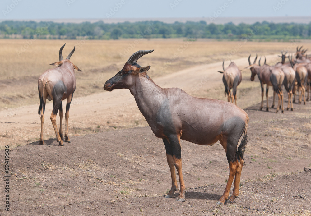group of topis in the savannah in africa - masai mara