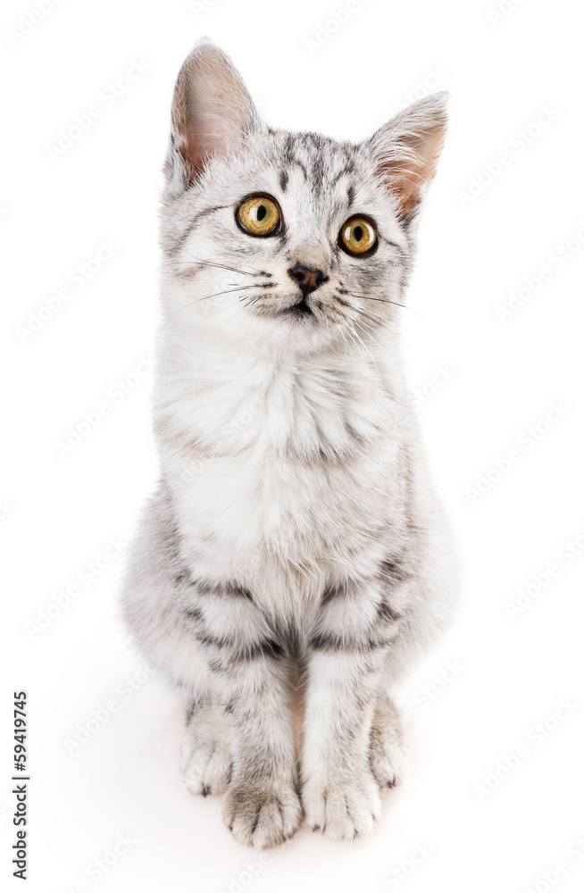 gray tabby shorthair cat