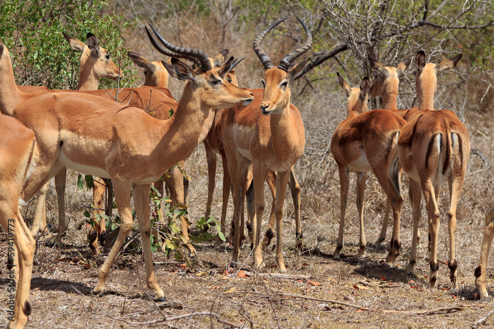 Impala Impala