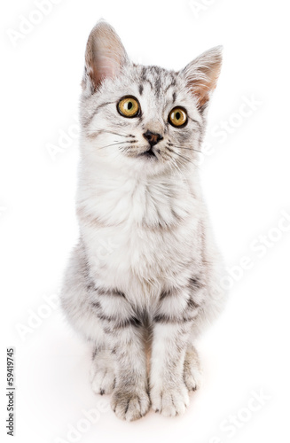 Φωτογραφία gray tabby shorthair cat
