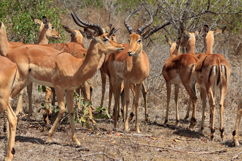 Impala