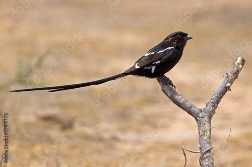 Magpie Shrike photo