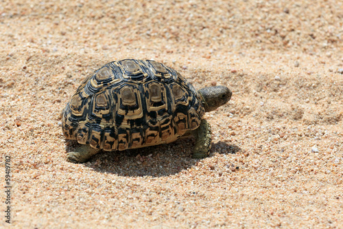 Pantherschildkröte photo