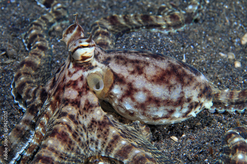 Mimic octopus (Thaumoctopus mimicus) photo