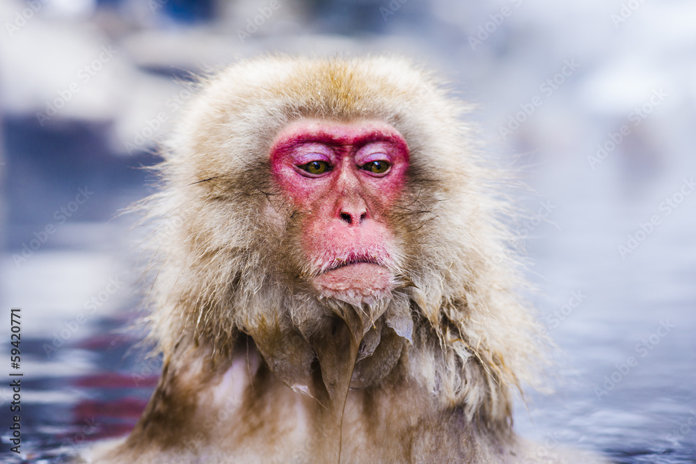 Snow Monkeys bathing in Hot Springs in Nagano, Japan Snow Monkeys bathing in Hot Springs in Nagano, Japan