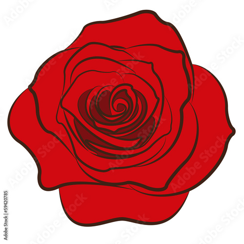 Illustration of rose