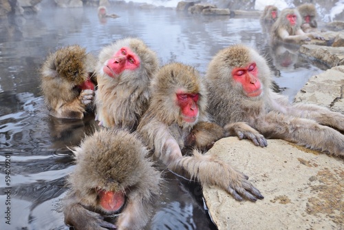 Snow Monkeys bathing in Hot Springs in Nagano, Japan photo