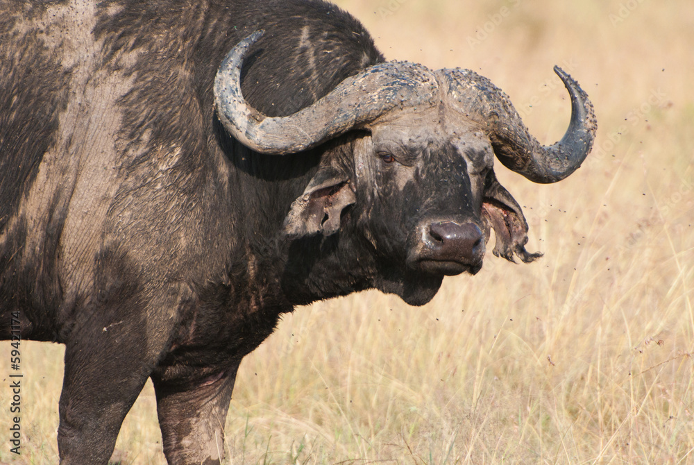 portrait of a cape buffalo in the african savannah portrait of a cape buffalo in the african savannah
