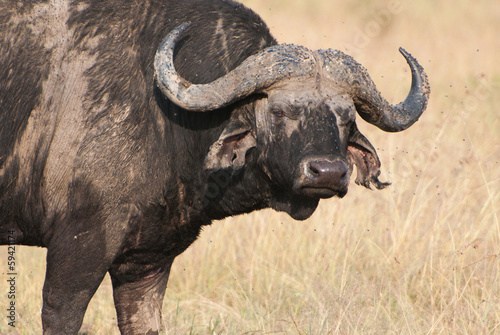 portrait of a cape buffalo in the african savannah