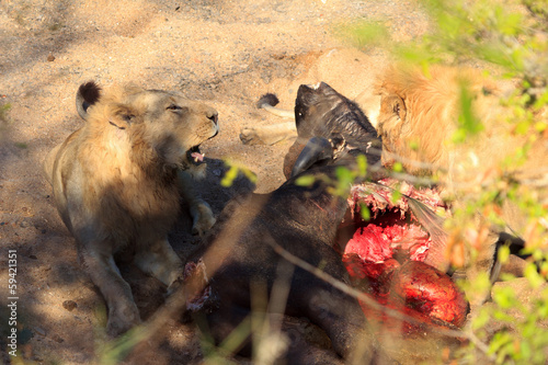 zwei Löwen beim fressen