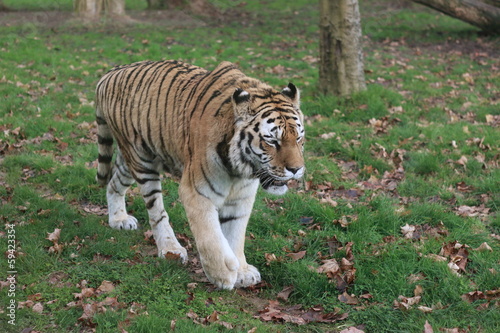 Tigre de Sib  rie ou Siberian tiger 