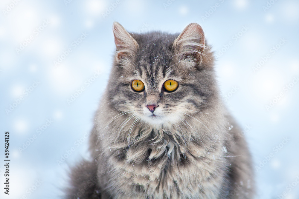 Cute siberian cat sitting in the snow Cute siberian cat sitting in the snow