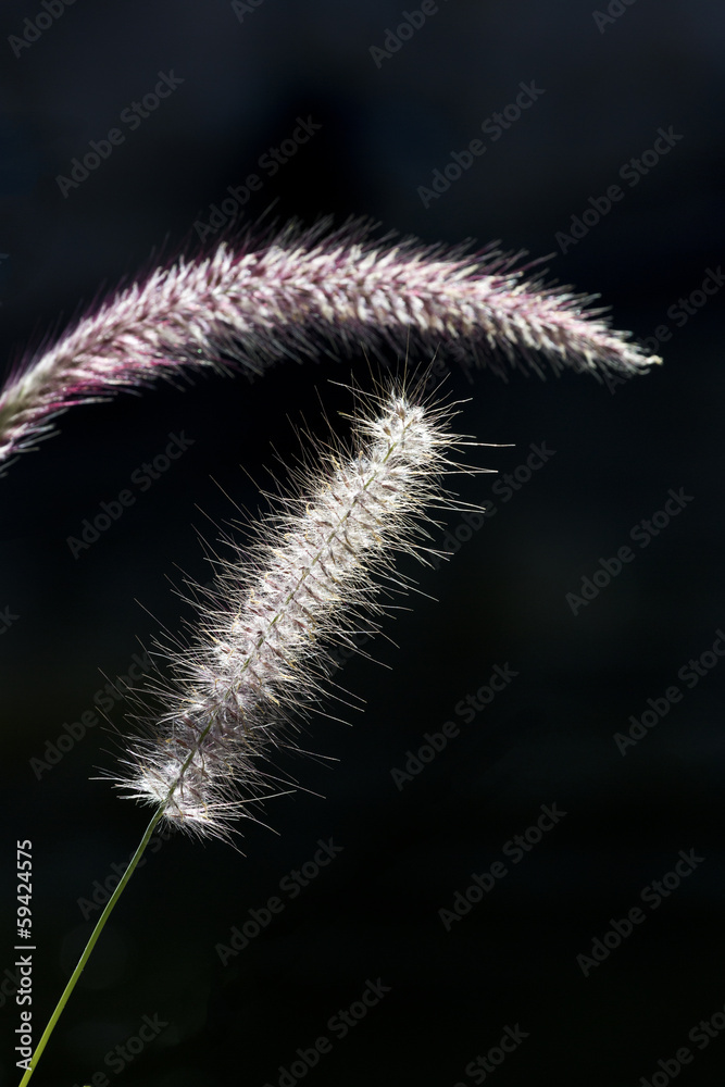 Ornamental grasses distinct against black background Ornamental grasses distinct against black background