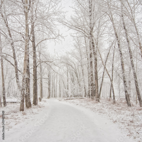 Snow Covered Winter Pathway © Kerry Snelson
