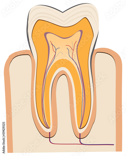 Human tooth