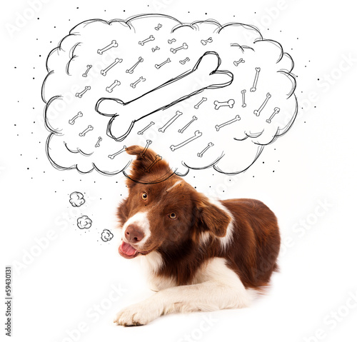 Fototapeta Naklejka Na Ścianę i Meble -  Border collie with thought bubble thinking about a bone
