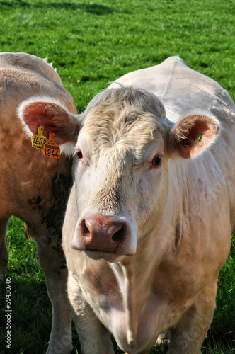 Normandie, cows in meadow in Soligny la Trappe photo