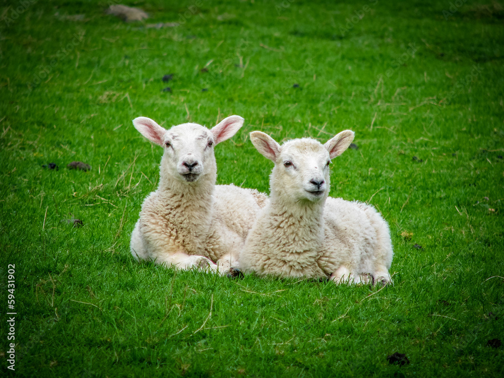 Two Resting Lambs