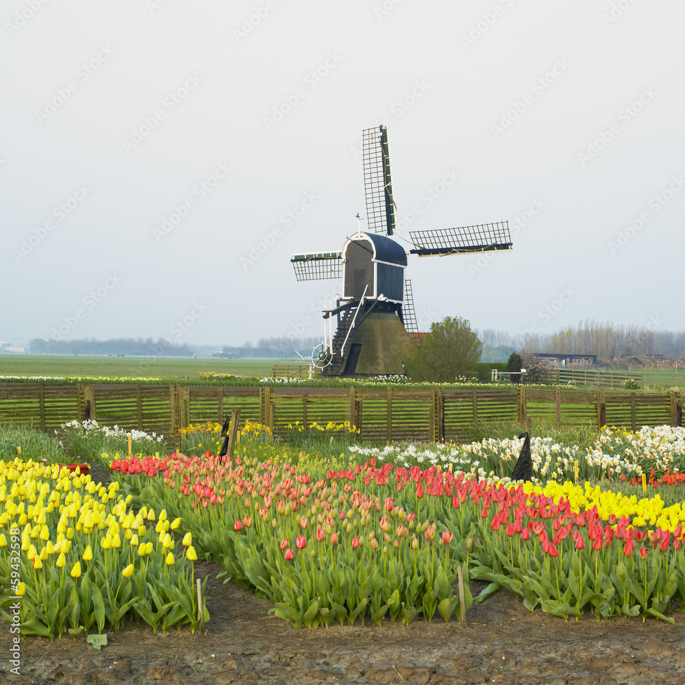 windmill with tulips near Offem, Netherlands