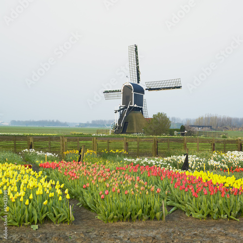 windmill with tulips near Offem, Netherlands photo