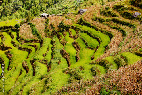 Himalayan terrace green hill in Nepal