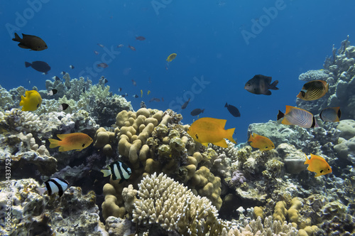 Fototapeta Naklejka Na Ścianę i Meble -  Tropical Fish  on the coral reef