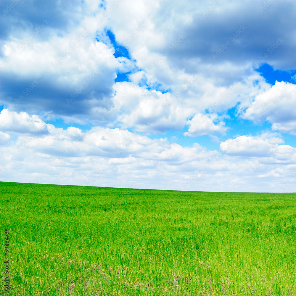 meadow and blue sky meadow and blue sky
