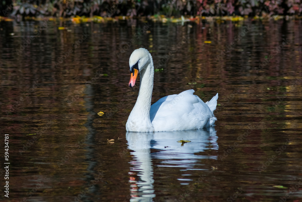 white swan on a lake white swan on a lake
