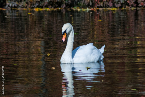 white swan on a lake