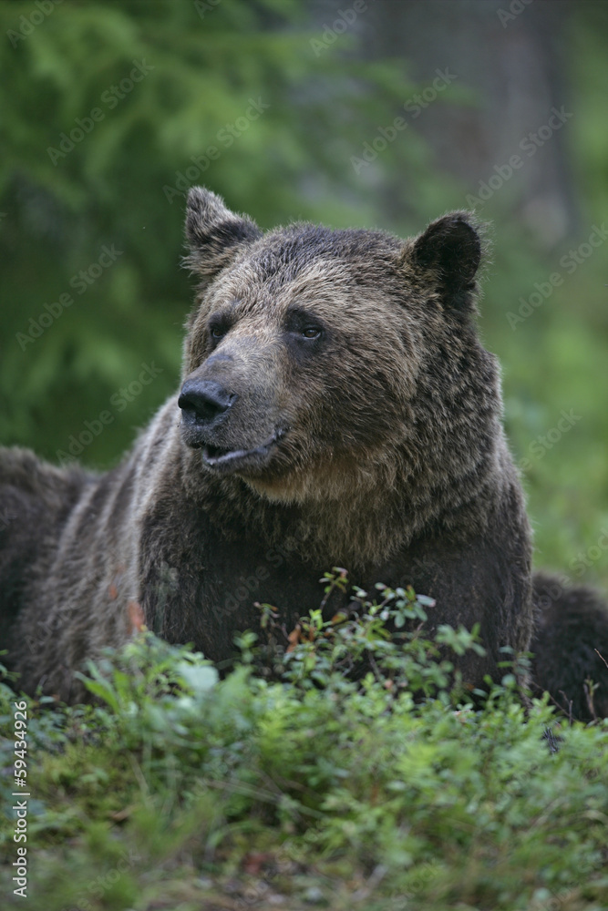 European brown bear, Ursus arctos arctos European brown bear, Ursus arctos arctos