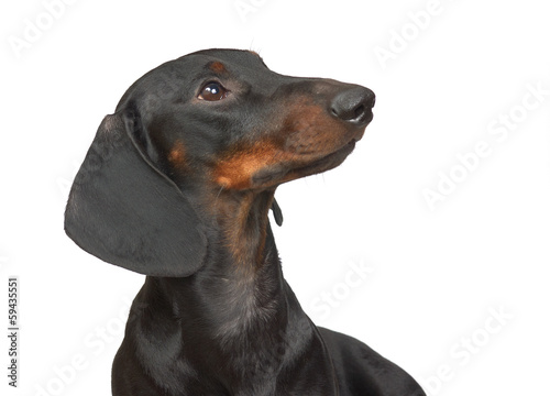 Young smooth black and tan dachshund