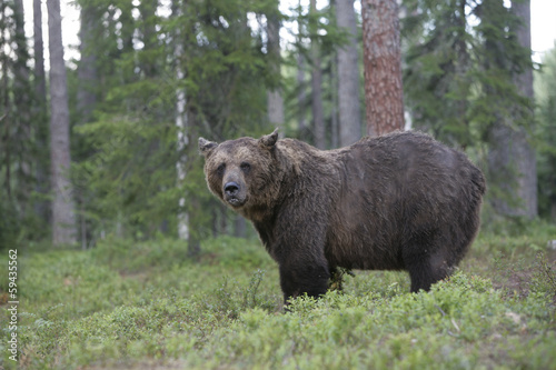 European brown bear, Ursus arctos arctos © Erni