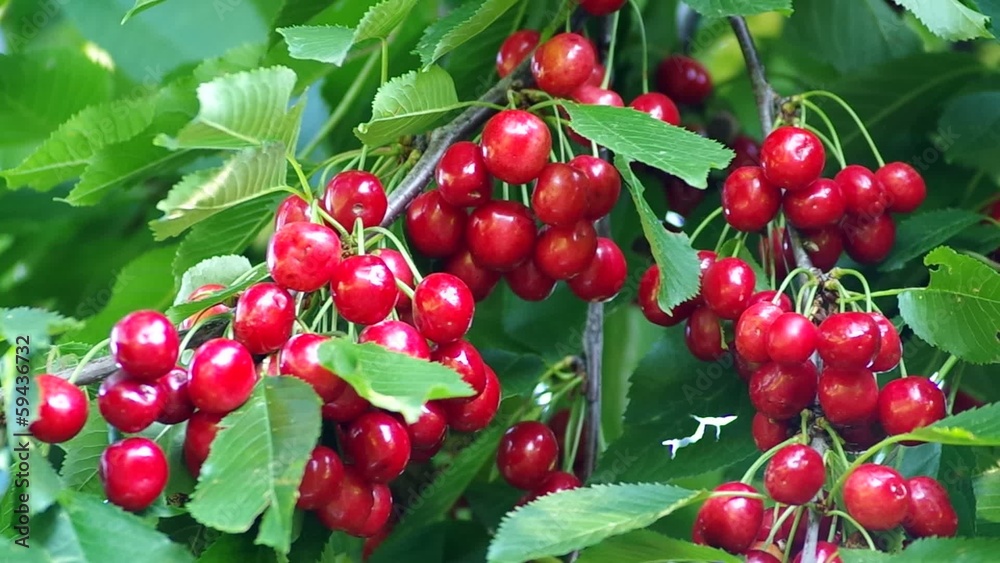 Rich harvest cherries. Rich harvest cherries.