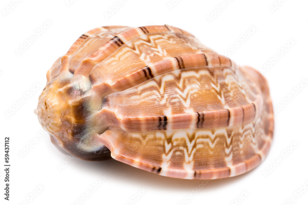 Sea Shell On White Sea Shell On White