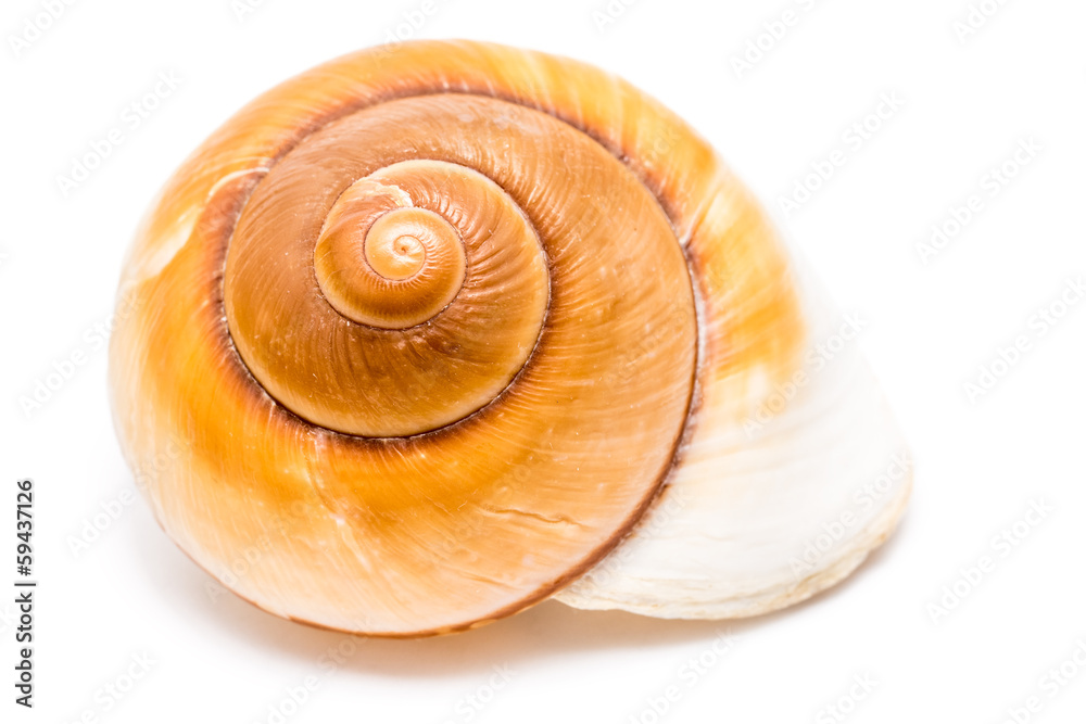 Sea Shell On White Sea Shell On White