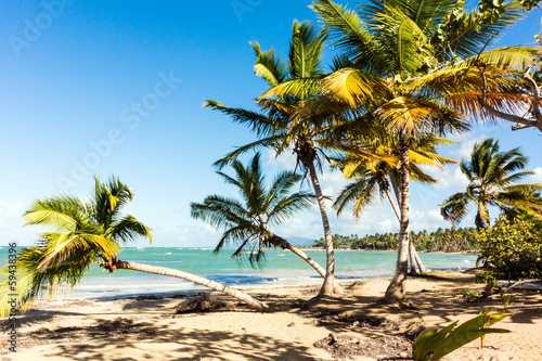 Tropical beach with palms