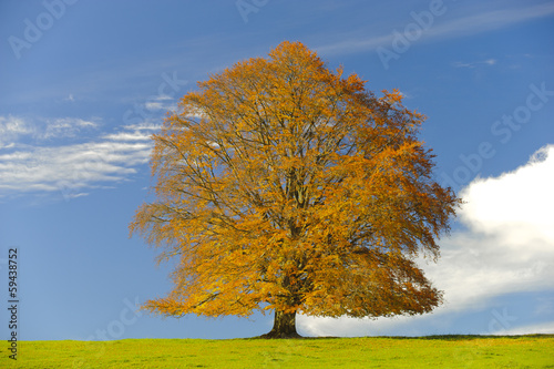 single beech tree at autumn