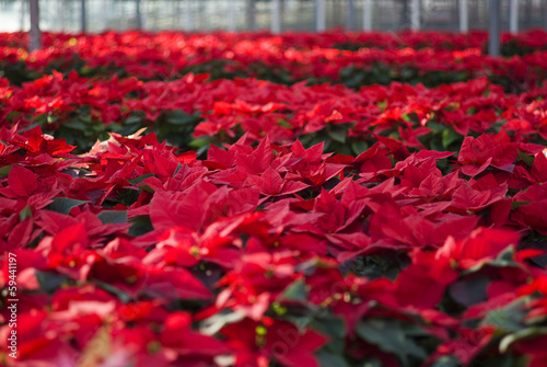 Canvastavla Hundreds of poinsettia flowers ready for the holiday season