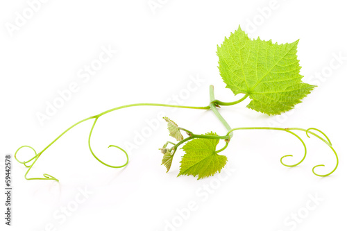 Fresh Green Grape Leaf isolated on white background