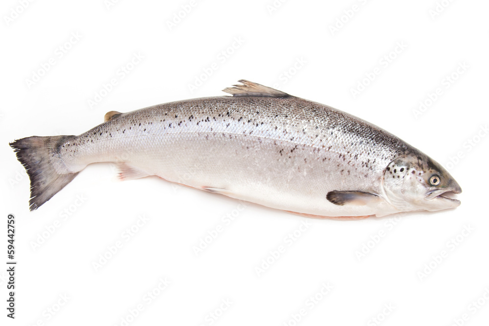 Scottish Salmon isolated on a white studio background. Scottish Salmon isolated on a white studio background.